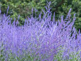 Russian Sage Perovskia Atriplicifolia 1 Gallon
