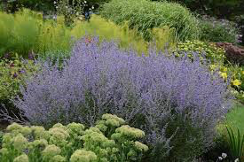 Russian Sage Perovskia Atriplicifolia 1 Gallon