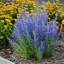 Russian Sage Perovskia Atriplicifolia 1 Gallon