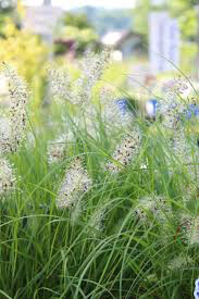 Fountain Grass Pennisetum Alopecuroides &#39;Lumen Gold&#39; #1