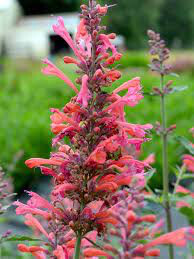 Agastache 'Kudos Coral' 1 gal