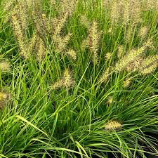 Fountain Grass Pennisetum Alopecuroides &#39;Lumen Gold&#39; #1