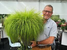 Fountain Grass Pennisetum Alopecuroides &#39;Lumen Gold&#39; #1
