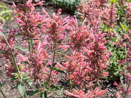 Agastache &#39;Kudos Coral&#39; 1 gal