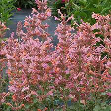 Agastache &#39;Kudos Coral&#39; 1 gal