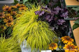 Fountain Grass Pennisetum Alopecuroides 'Lumen Gold' #1