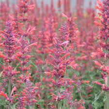 Agastache &#39;Kudos Coral&#39; 1 gal