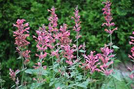 Agastache &#39;Kudos Coral&#39; 1 gal