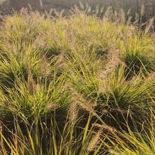 Fountain Grass Pennisetum Alopecuroides &#39;Lumen Gold&#39; #1
