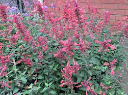 Agastache &#39;Kudos Coral&#39; 1 gal