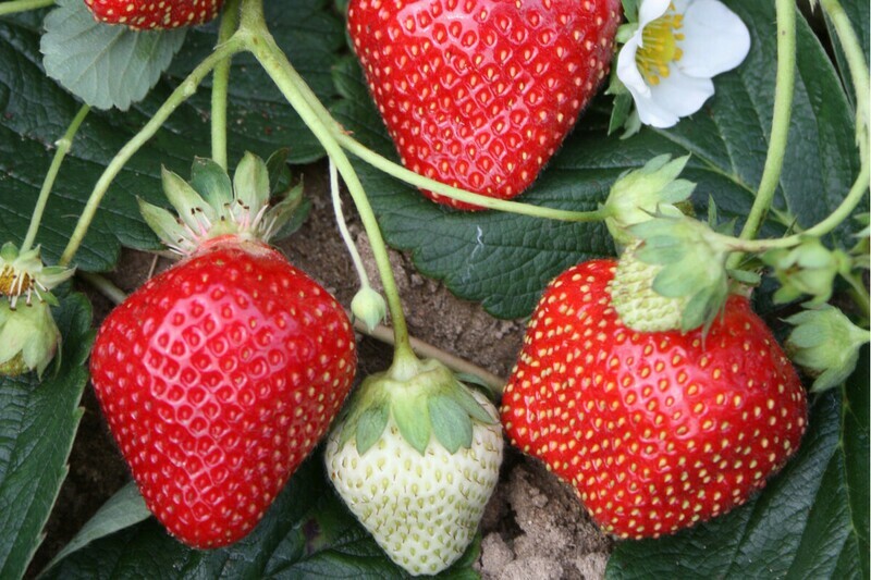 Strawberry &#39;Seascape&#39; 1 gal.