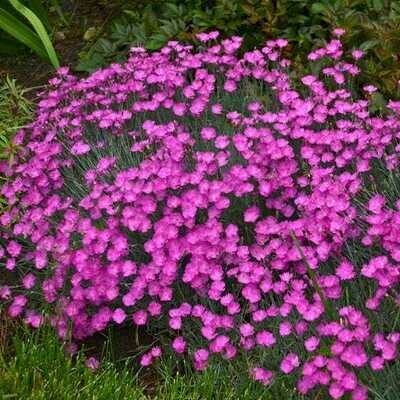 Dianthus 'Firewitch' 1 gal.