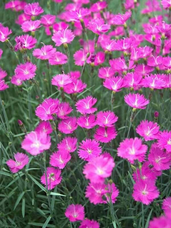 Dianthus 'Firewitch' 1 gal.