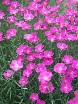Dianthus 'Firewitch' 1 gal.