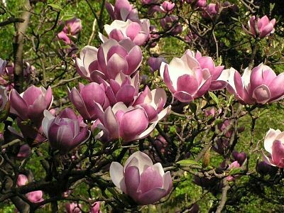 Magnolia 'Soulangeana'