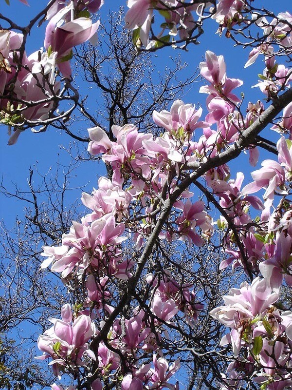Magnolia 'Soulangeana'
