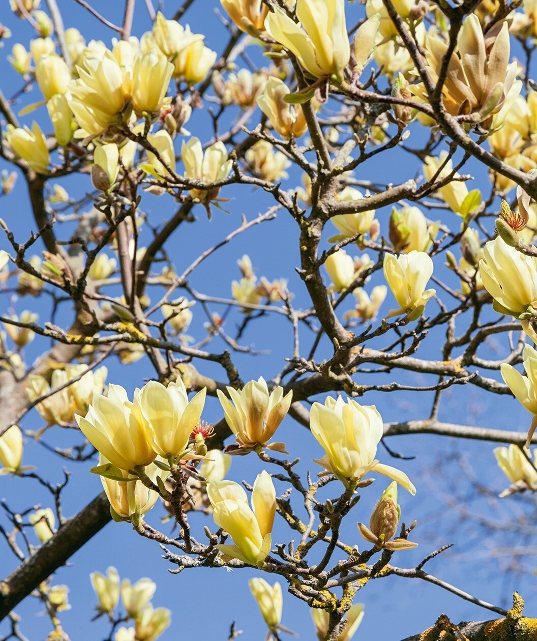 Magnolia &#39;Butterflies&#39;