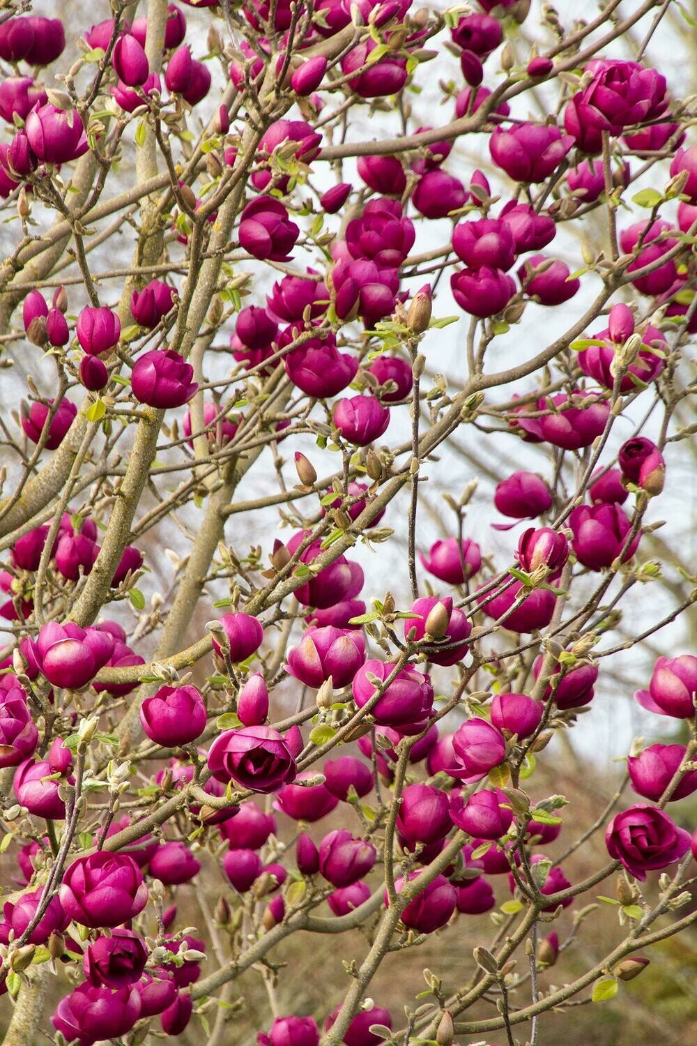 Magnolia &#39;Black Tulip&#39;