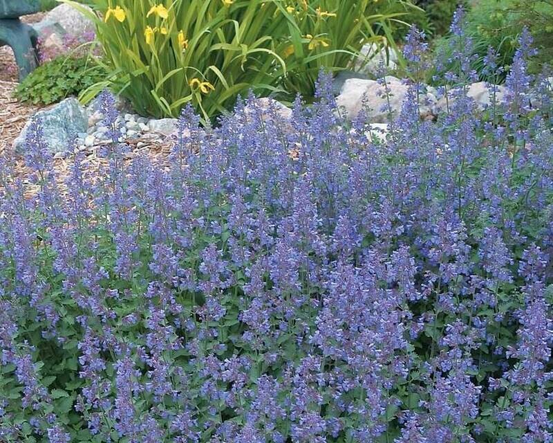 Catmint Nepeta 'Walker's Low'