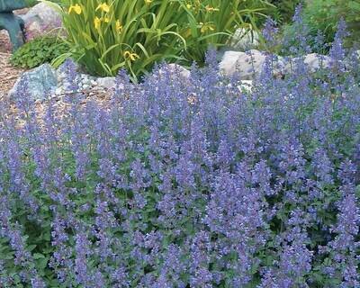 Catmint Nepeta 'Walker's Low'