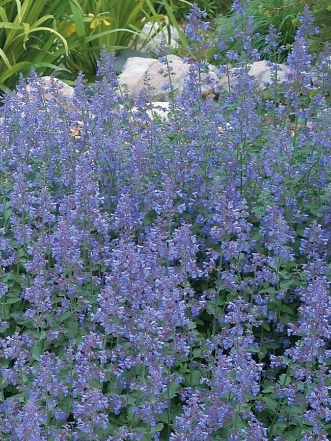 Catmint Nepeta &#39;Walker&#39;s Low&#39;