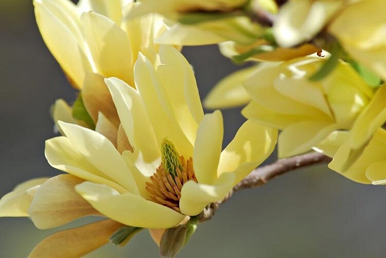Magnolia &#39;Butterflies&#39;