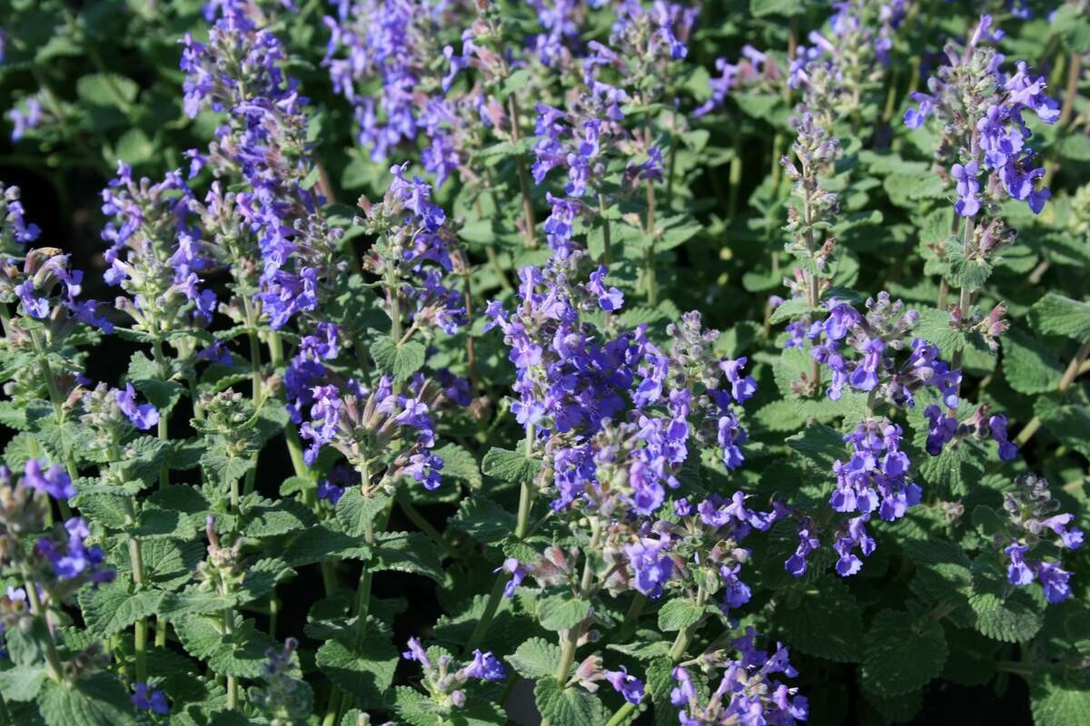cat mint Nepeta Mussinii &#39;Blue Wonder&#39; 1 gal.