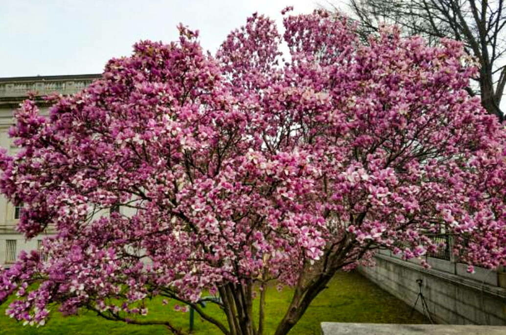 Magnolia &#39;Jane&#39;