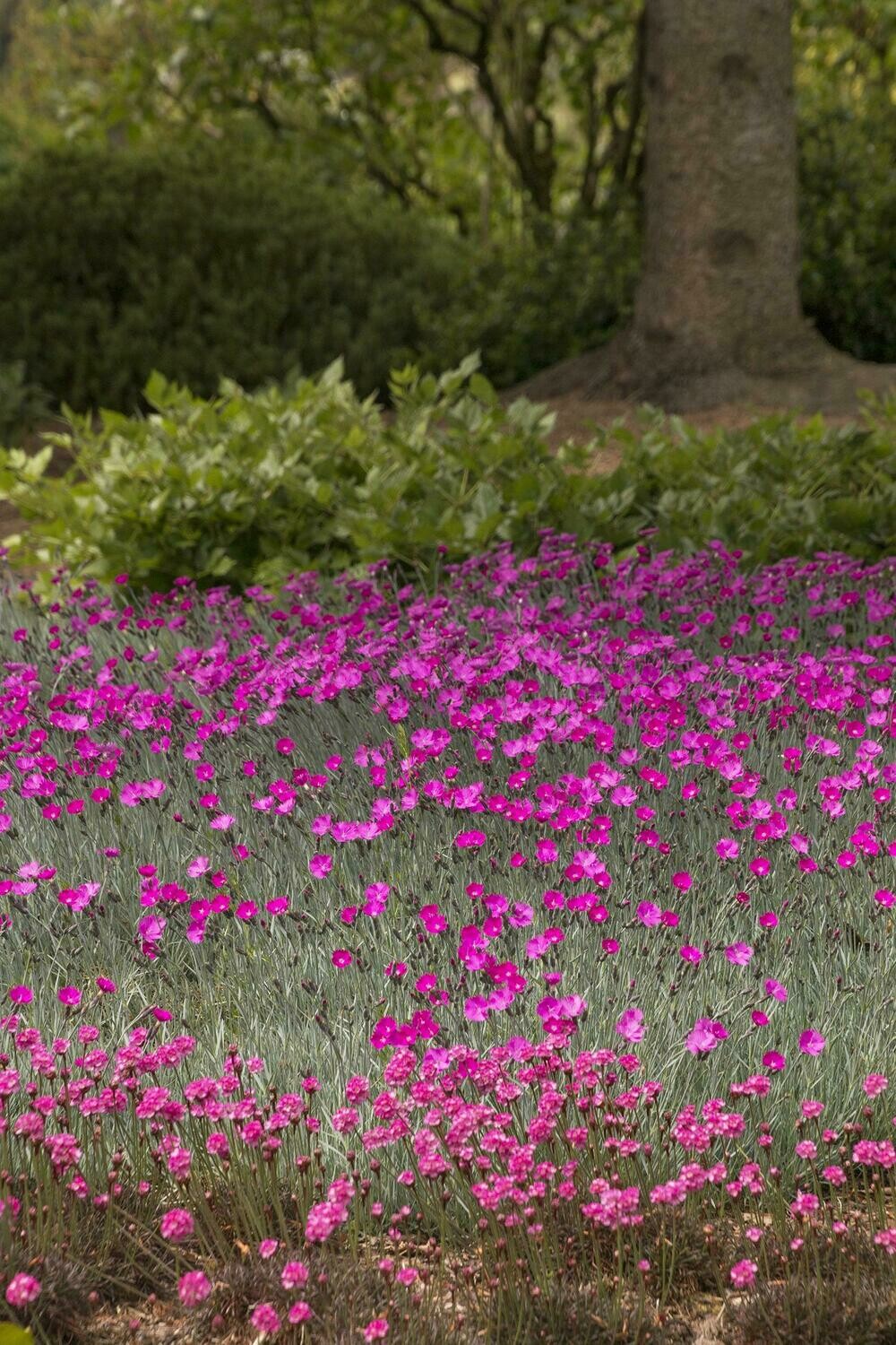 Dianthus &#39;Firewitch&#39; 1 gal.