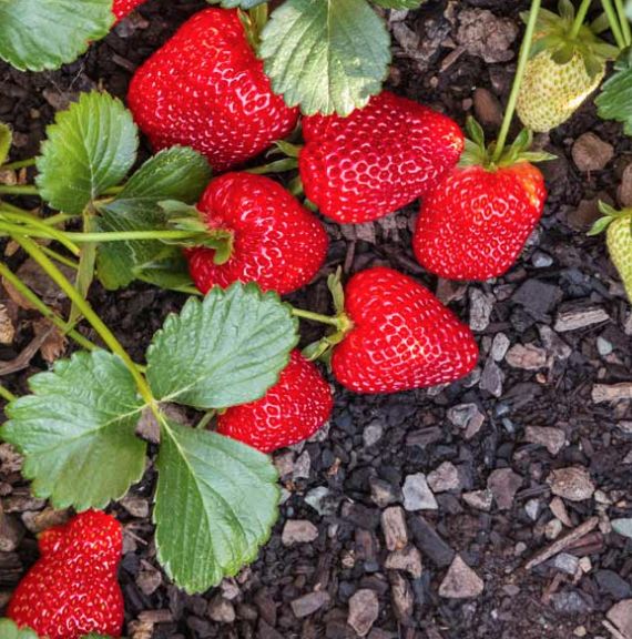 Strawberry &#39;Seascape&#39; 1 gal.