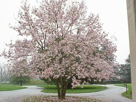 Magnolia &#39;Soulangeana&#39;