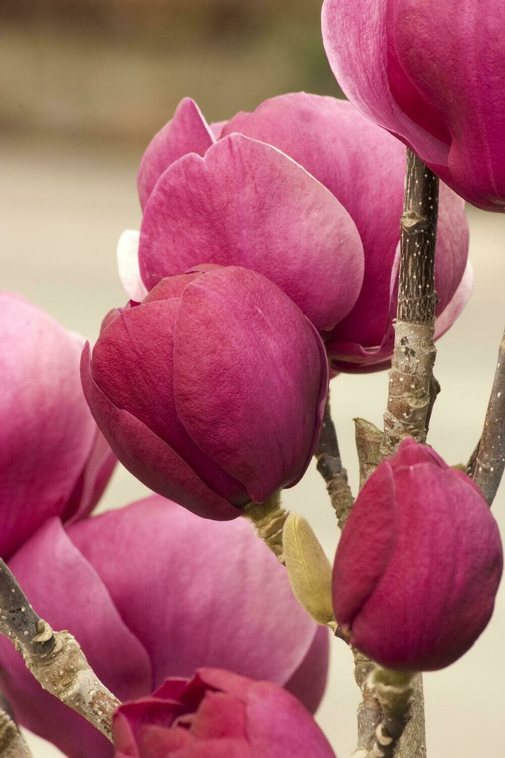 Magnolia &#39;Black Tulip&#39;