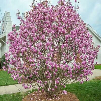 Magnolia &#39;Jane&#39;