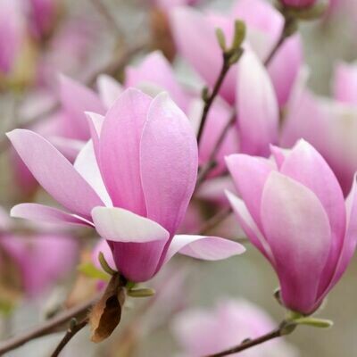 Magnolia 'Jane'