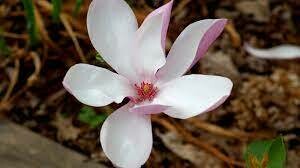 Magnolia &#39;Jane&#39;