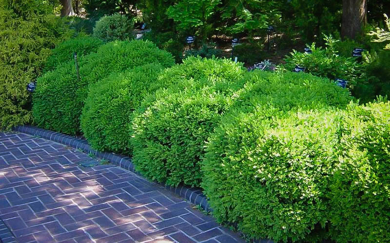 boxwood Buxus &#39;Franklin&#39;s Gem&#39; 2 Gallon