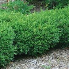 boxwood Buxus 'Franklin's Gem' 2 Gallon