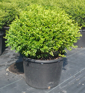 boxwood Buxus &#39;Franklin&#39;s Gem&#39; 2 Gallon