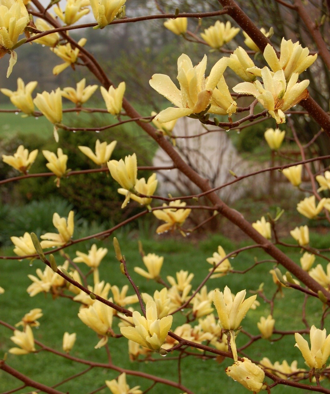 Magnolia &#39;Butterflies&#39;