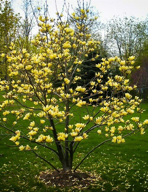 Magnolia 'Butterflies'
