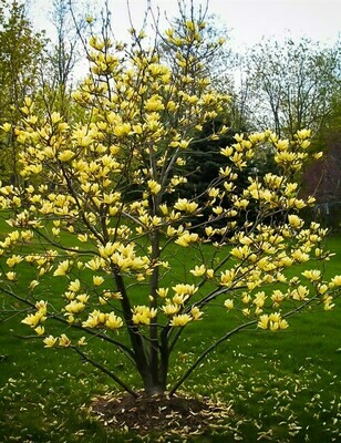 Magnolia 'Butterflies'