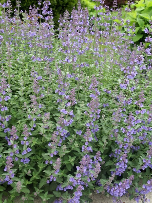 Catmint Nepeta &#39;Walker&#39;s Low&#39;