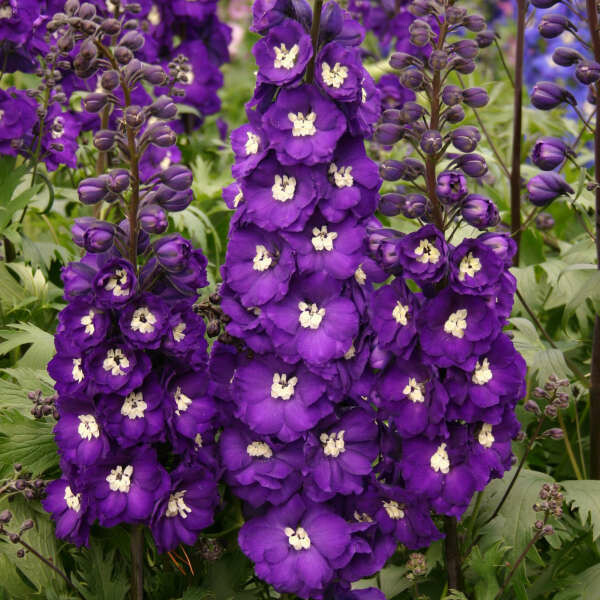 Delphinium New Millenium &#39;Purple Passion&#39; 8&quot; 