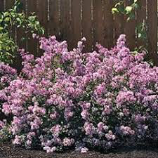 lilac Syringa Bloomerang &#39;Purple&#39;