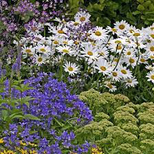 Daisy Leucanthemum Superbum - &#39;Becky&#39; 1 gal