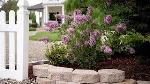 lilac Syringa Bloomerang &#39;Purple&#39;