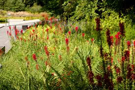 Cardinal flower Lobelia Cardinalis 1 Gallon