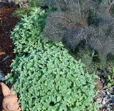Oregano Greek