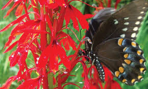 Cardinal flower Lobelia Cardinalis 1 Gallon