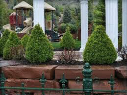 boxwood Buxus &#39;Cranberry Creek&#39;